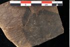 Foto (Detailansicht) von Xylomites liquidambaris Ettingshausen (NHMW-GEO-2024-0188-0059)